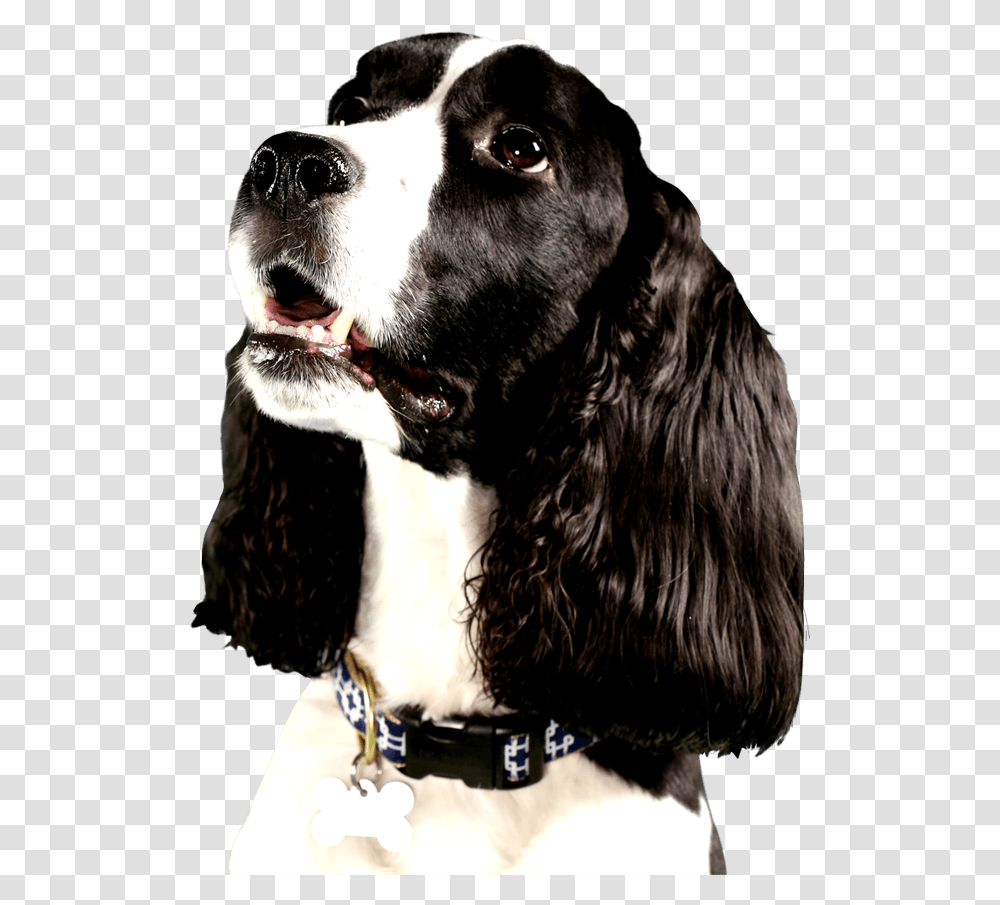 Cute Dog Looking Right At You With Big Brown Eyes Dog Looking Right, Pet, Canine, Animal, Mammal Transparent Png