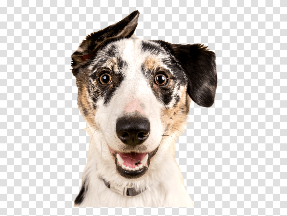 Cute Dog, Pet, Canine, Animal, Mammal Transparent Png