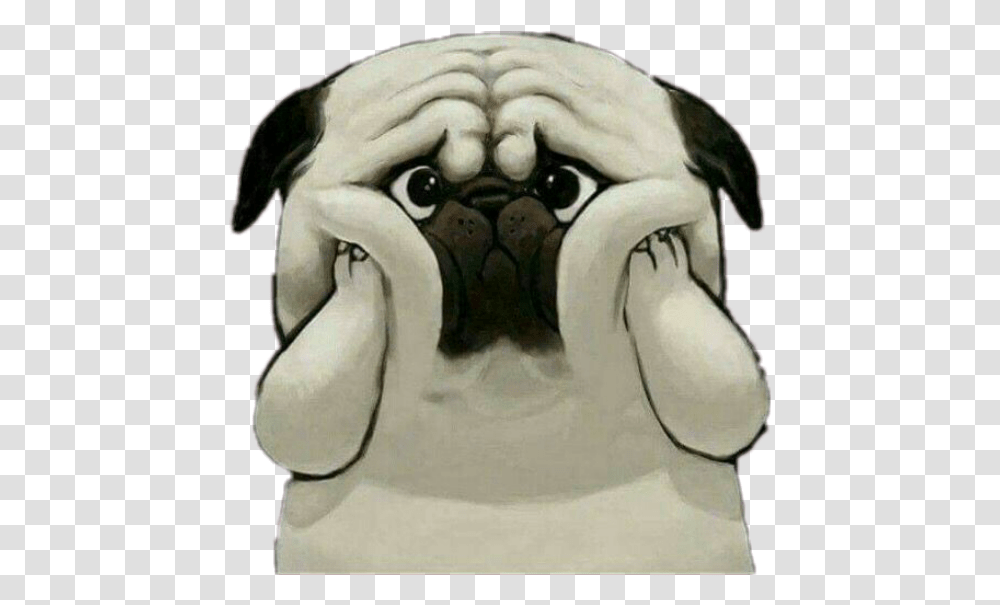 Cute Dog Sad Shocked Cute Dog Images Hd Download, Pug, Pet, Canine, Animal Transparent Png