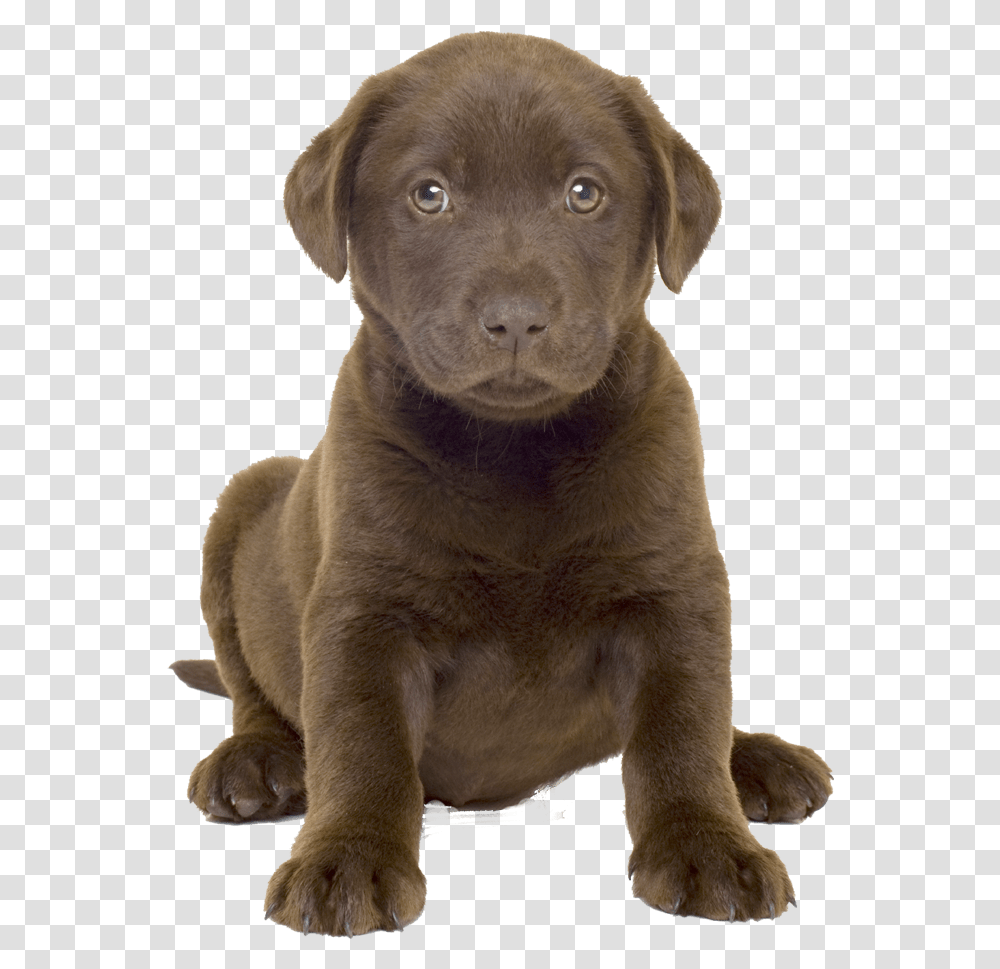 Cute Dog Whelp Image Chocolate Lab Puppy, Labrador Retriever, Pet, Canine, Animal Transparent Png
