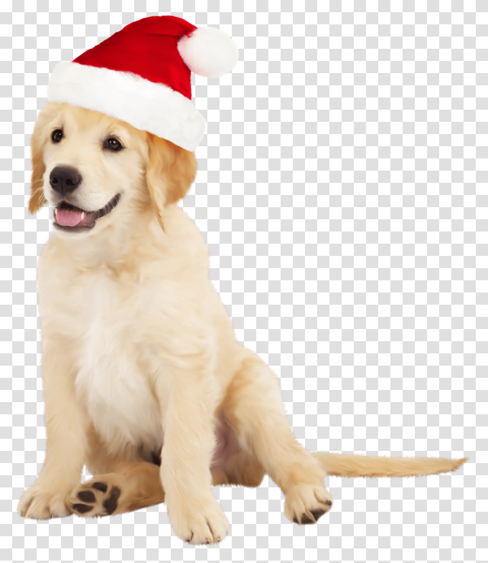 Cute Dog With Santa Hat Clipart Golden Retriever Dogs, Pet, Canine, Animal, Mammal Transparent Png