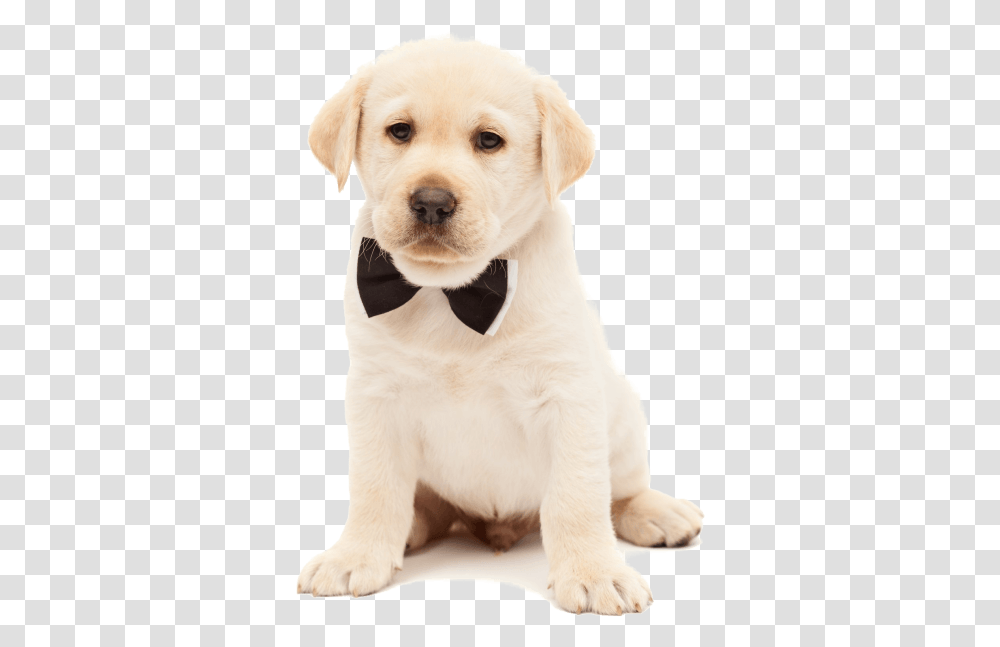 Cute Doggy, Pet, Canine, Animal, Mammal Transparent Png
