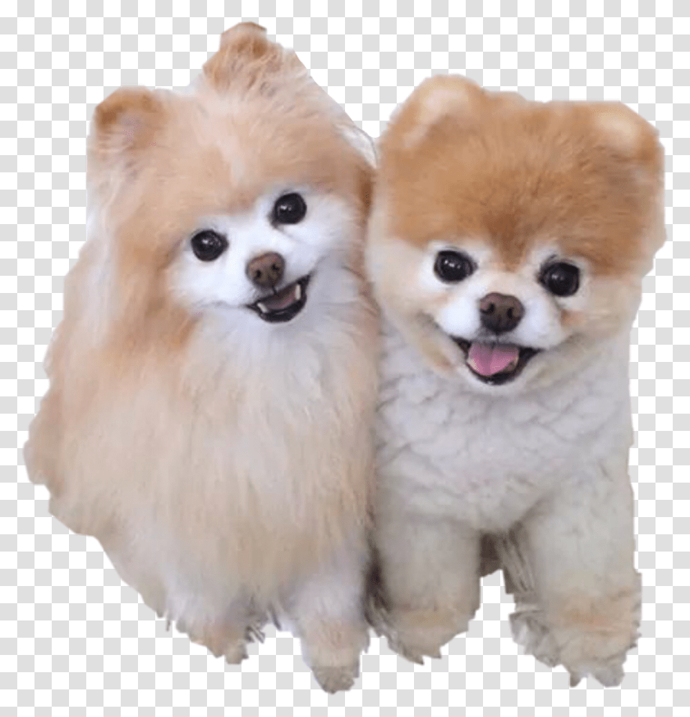 Cute Dogs Boo Dog, Puppy, Pet, Canine, Animal Transparent Png