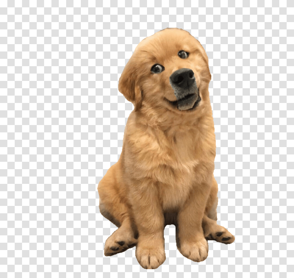 Cute Dogs Tilting Heads, Golden Retriever, Pet, Canine, Animal Transparent Png