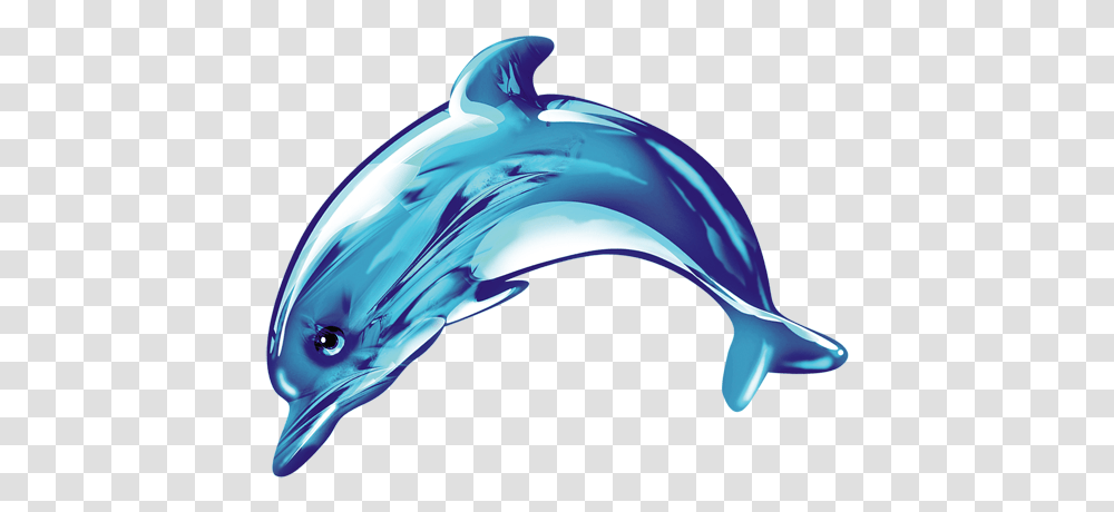 Cute Dolphin Dolphin Cute, Helmet, Apparel, Mammal Transparent Png