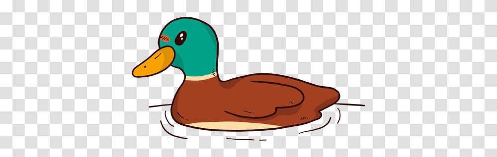 Cute Drake Duck Wild Beak Water Swimming Flat Ducks, Animal, Bird, Waterfowl Transparent Png