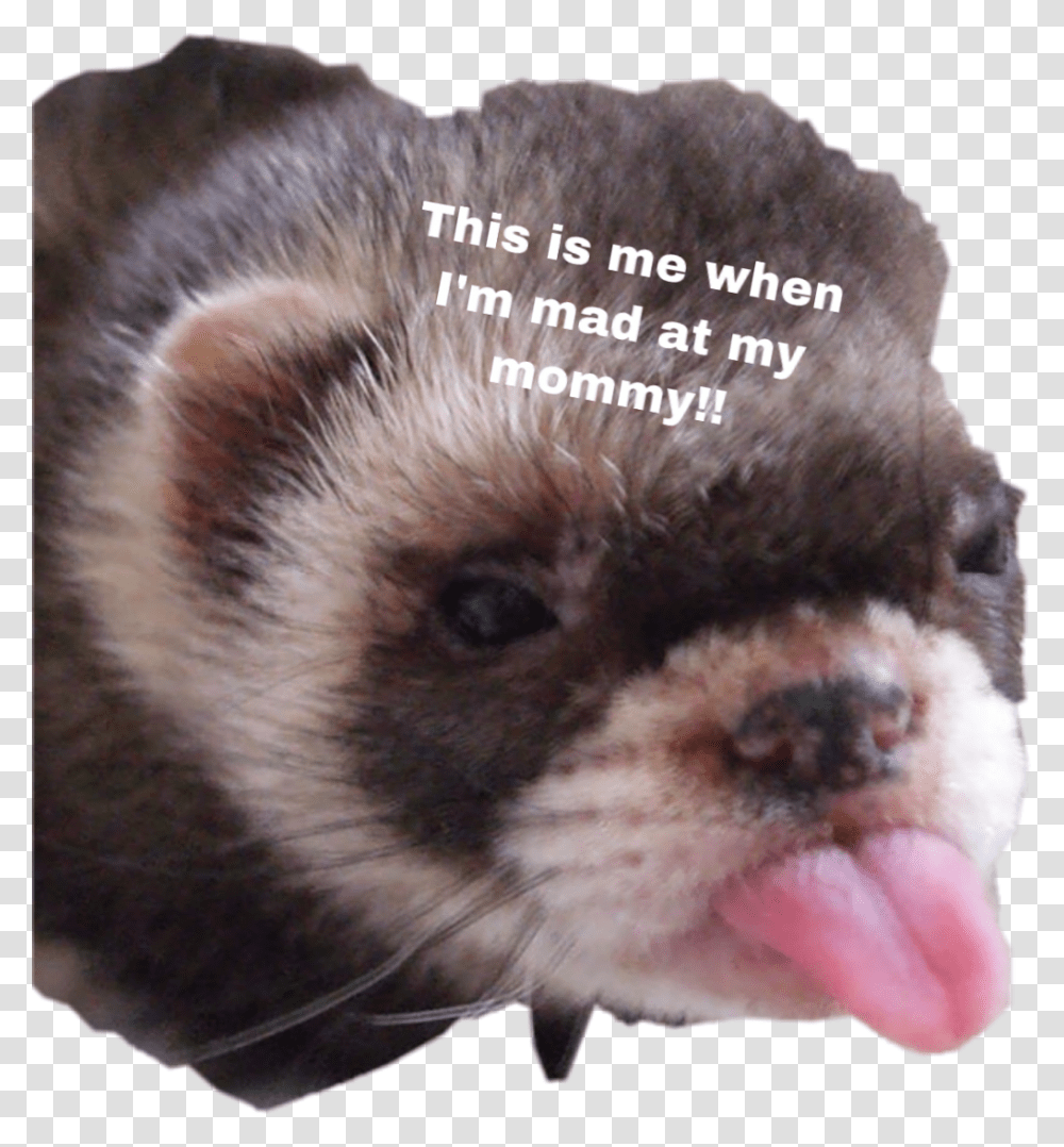 Cute Ferret Freetoedit Animals With Down Syndrome, Mammal, Mouth, Lip, Dog Transparent Png