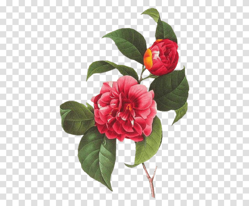 Cute Flower Pastel Spring Overlay Edits Edit Kpoped Free Vintage Flower, Plant, Dahlia, Petal, Bush Transparent Png