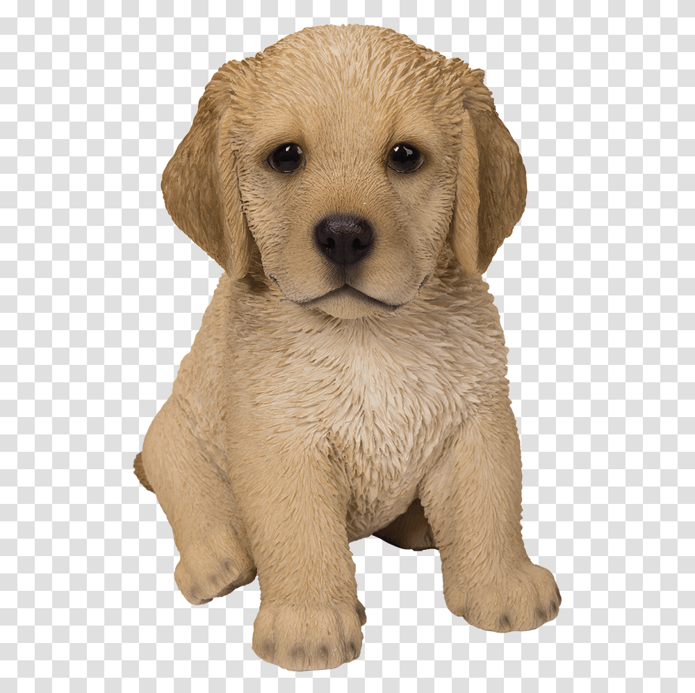 Cute Fluffy Cute Golden Retriever Puppy, Canine, Mammal, Animal, Pet Transparent Png