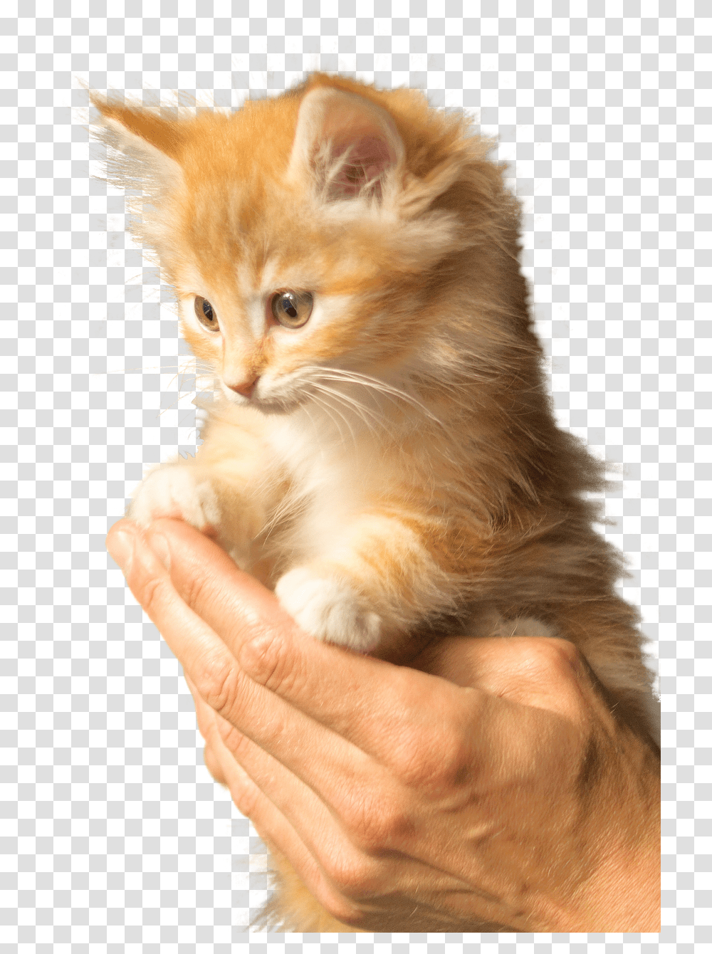 Cute Fluffy Orange Kitten, Cat, Pet, Mammal, Animal Transparent Png