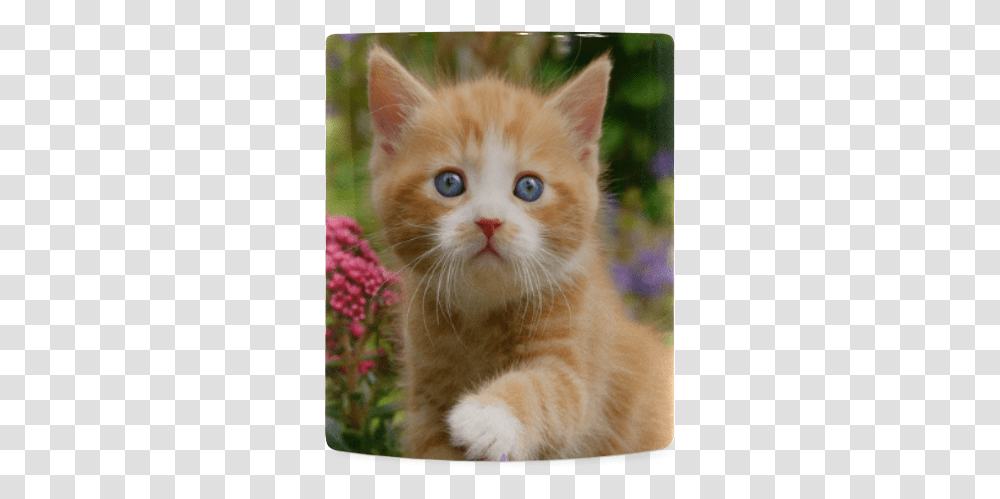Cute Ginger Kitten Funny Baby Pet Animal In A Garden Tabby Cat, Mammal, Plant, Abyssinian, Manx Transparent Png