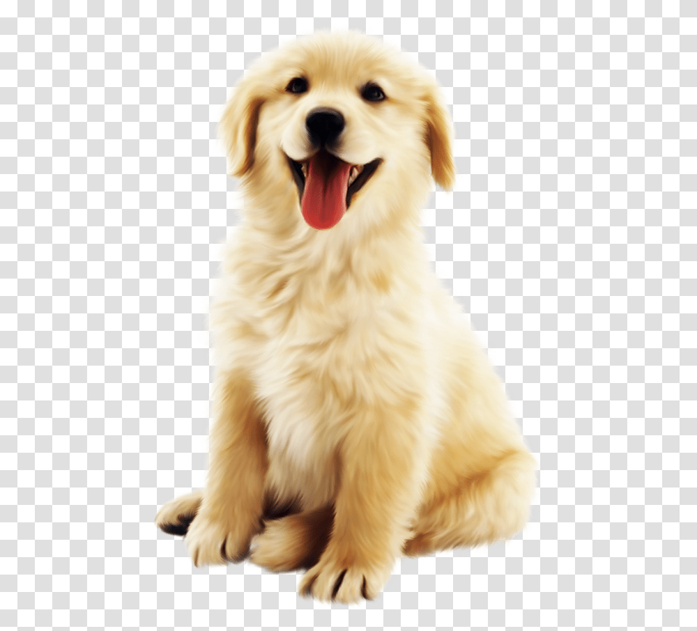 Cute Golden Pet Dog Download Cute Dogs Background, Golden Retriever, Canine, Animal, Mammal Transparent Png