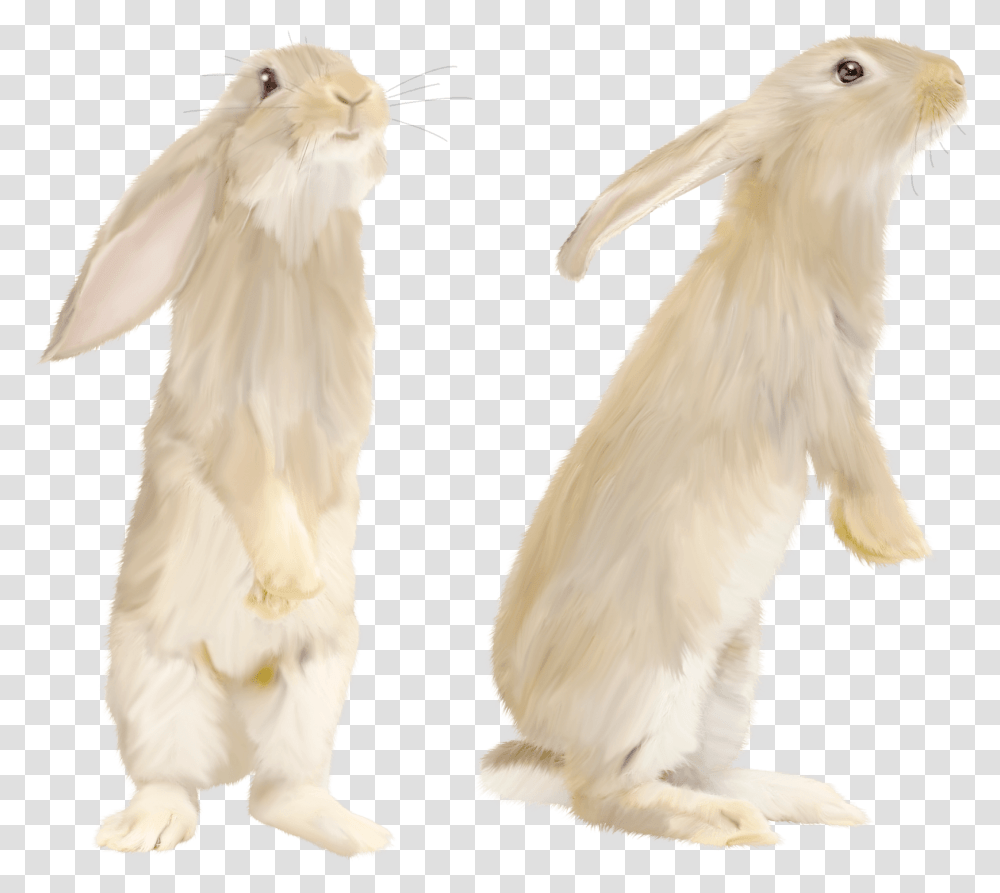 Cute Gray Rabbit Standing On His Feet Image White Rabbit Standing, Mammal, Animal, Bird, Chicken Transparent Png