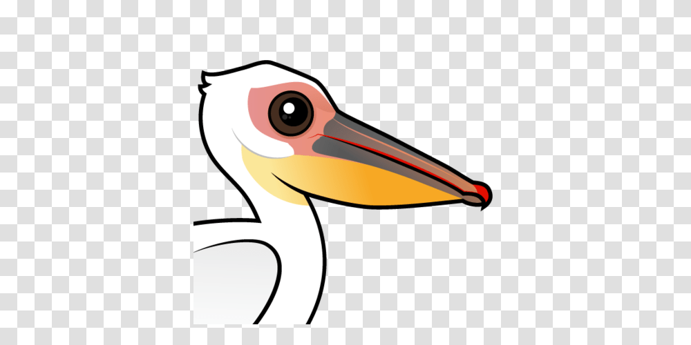 Cute Great White Pelican, Bird, Animal, Beak, Shark Transparent Png