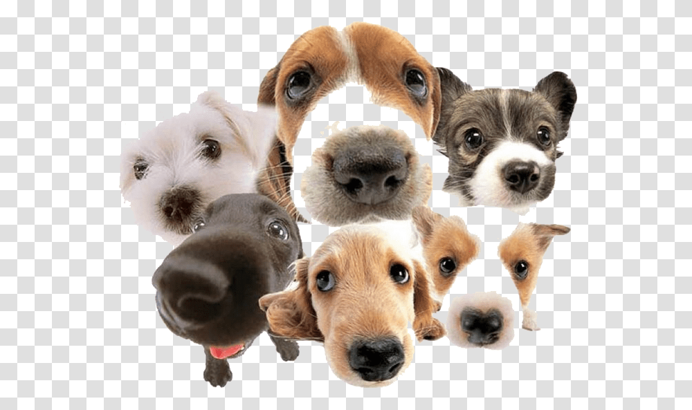 Cute Group Of Dogs, Snout, Mammal, Animal, Canine Transparent Png