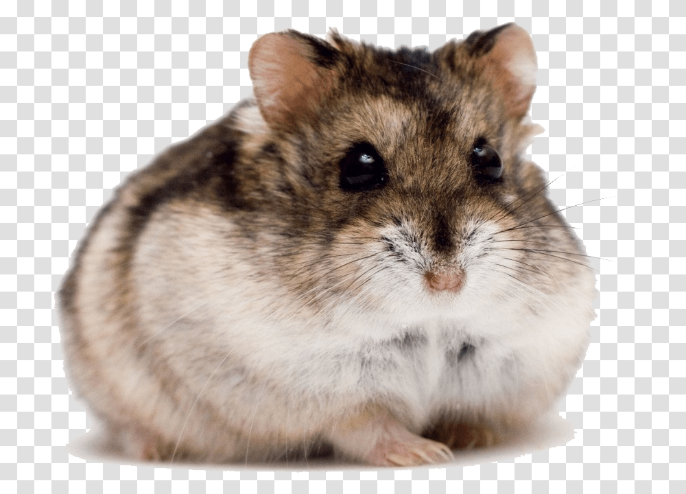 Cute Hamster High Quality Image, Rodent, Mammal, Animal, Pet Transparent Png