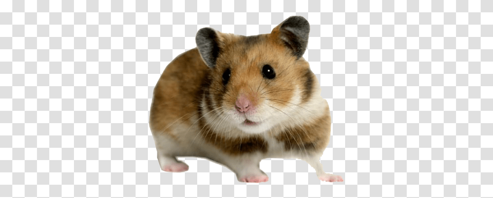 Cute Hamster Image Background Hamster, Rat, Rodent, Mammal, Animal Transparent Png