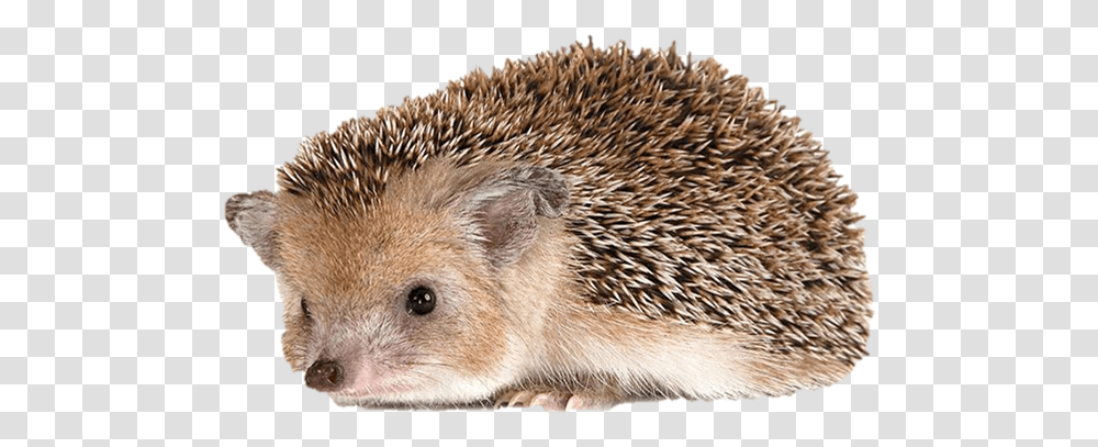 Cute Hedgehog Picture Hedgehog Background, Mammal, Animal, Rodent, Porcupine Transparent Png