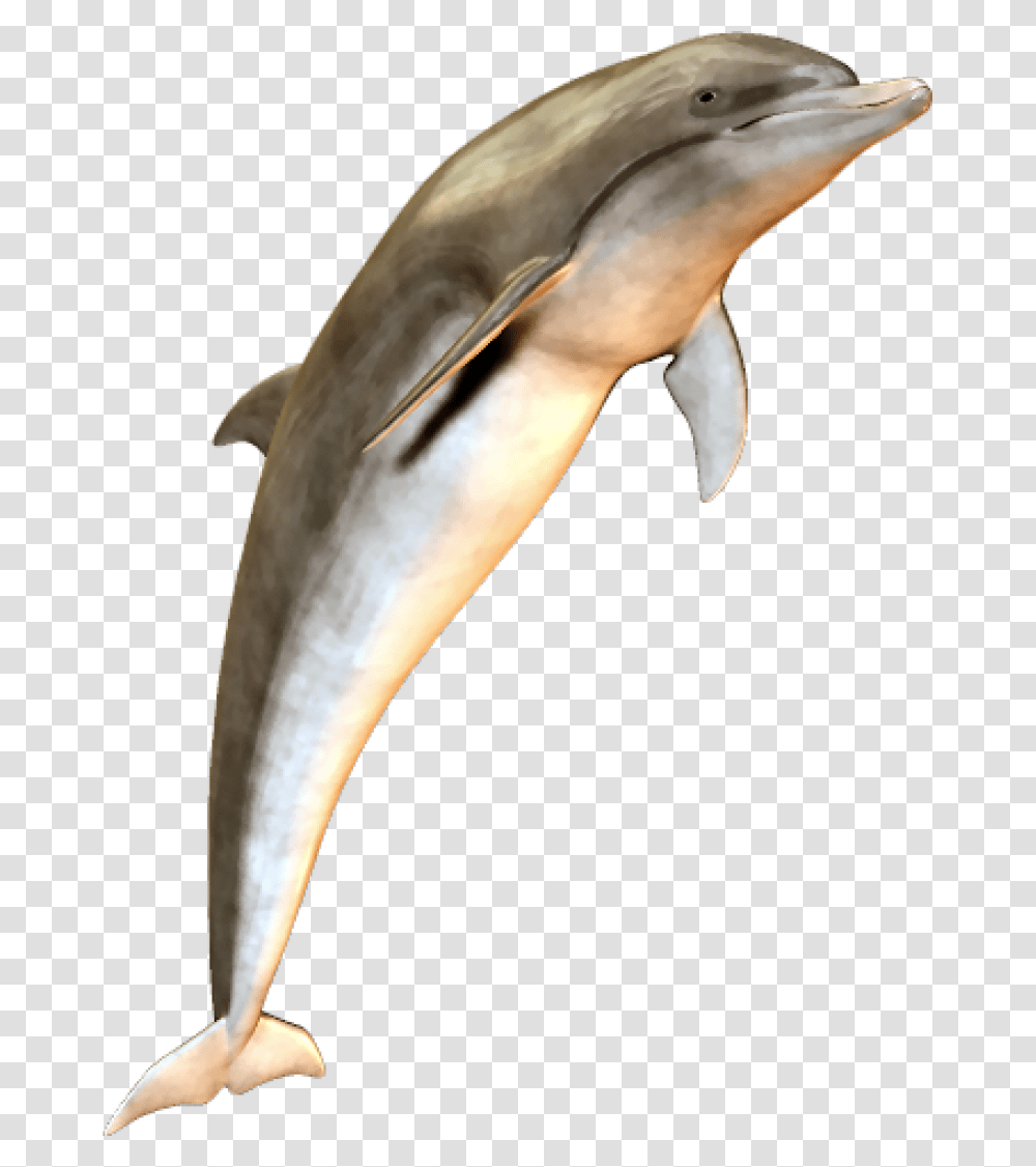 Cute Jumping Dolphin Image Dolphin, Bird, Animal, Sea Life, Mammal Transparent Png