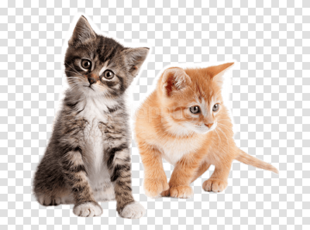 Cute Kitten, Cat, Pet, Mammal, Animal Transparent Png