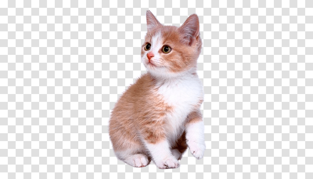 Cute Kitten Download Cute Kitten, Cat, Pet, Mammal, Animal Transparent Png