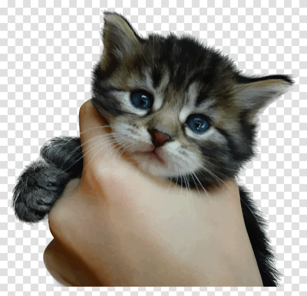 Cute Kitten Kill Kittens, Cat, Pet, Mammal, Animal Transparent Png