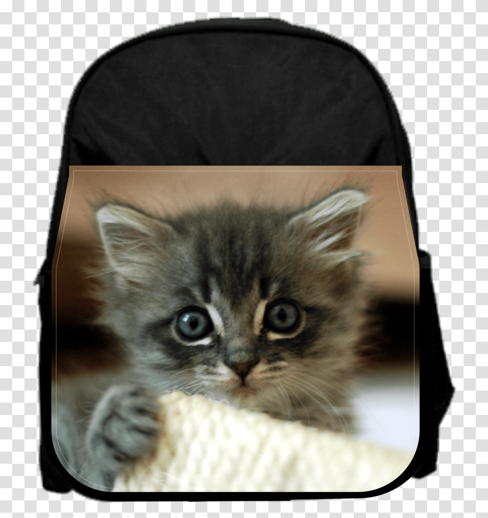 Cute Kitten Kittens Tampa, Cat, Pet, Mammal, Animal Transparent Png