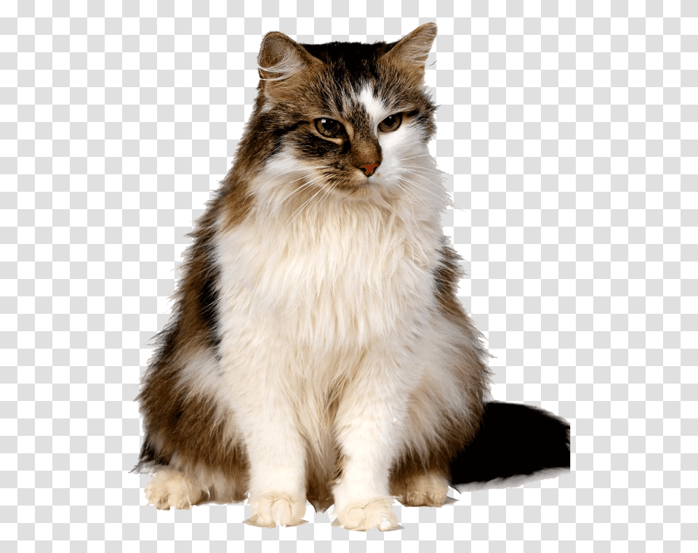 Cute Kittens Free Download C Is For Cat Basic, Pet, Mammal, Animal, Manx Transparent Png