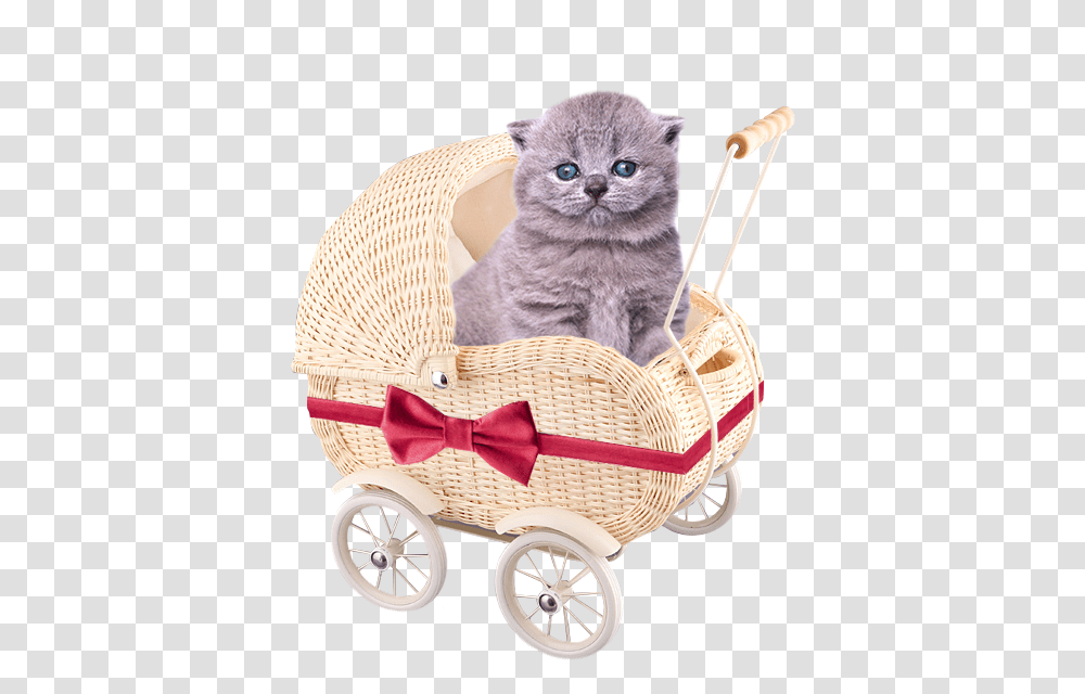 Cute Kittens Free Kitten, Basket, Furniture, Cat, Pet Transparent Png