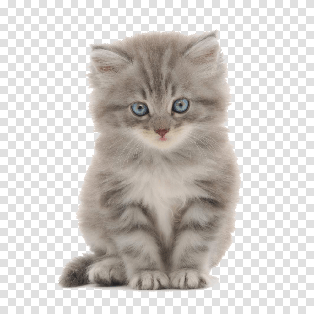 Cute Kittens Images Cute Kitten White Background, Cat, Pet, Mammal, Animal Transparent Png