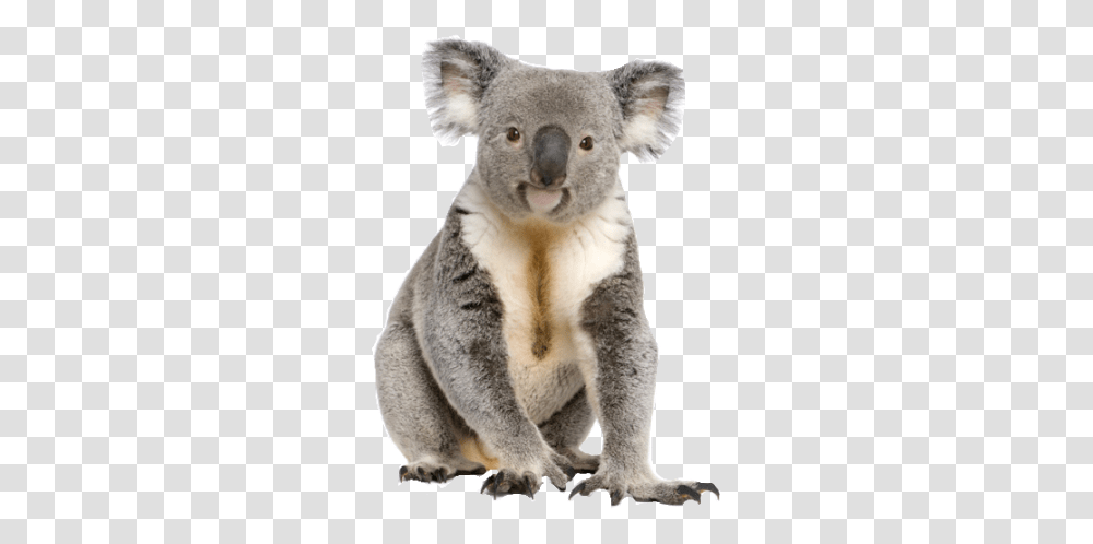 Cute Koala Animal Image Koala, Mammal, Wildlife, Bear, Cat Transparent Png