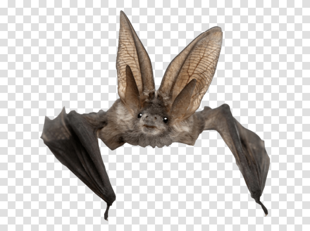 Cute Long Eared Bat, Wildlife, Animal, Mammal, Bird Transparent Png