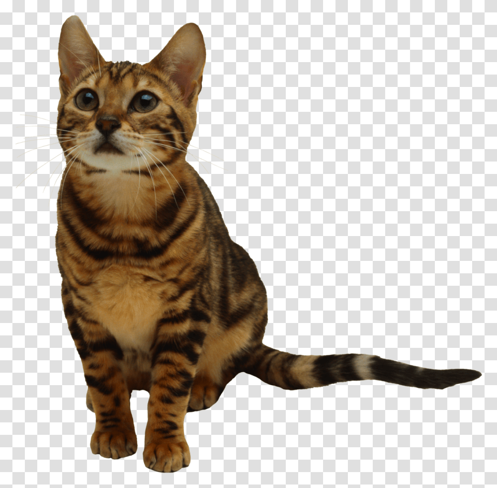 Cute Looking Cat Image, Pet, Mammal, Animal, Manx Transparent Png