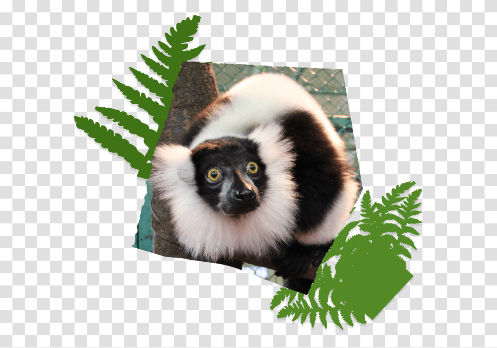 Cute Monkey Parakeet And Rabbit Marmots Include Bait Sifaka, Wildlife, Animal, Lemur, Mammal Transparent Png