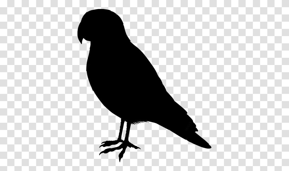 Cute Pet Birds Clipart Image For Download Parrot, Silhouette, Animal, Crow, Blackbird Transparent Png