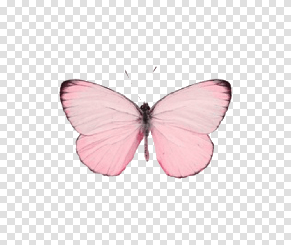 Cute Pink Pastel Butterfly Pink Pastel Butterfly, Insect, Invertebrate, Animal, Fungus Transparent Png