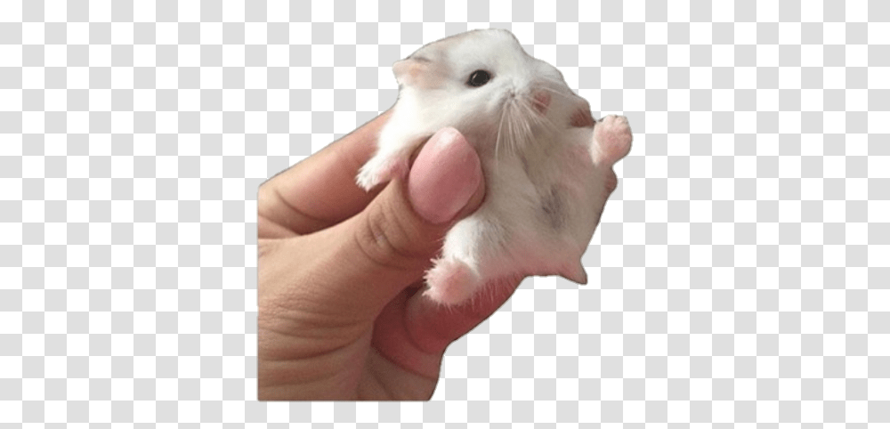 Cute Pngs Aesthetic Animal Rodent Hamster Grunge Baby Dwarf Guinea Pigs, Person, Human, Pet, Mammal Transparent Png