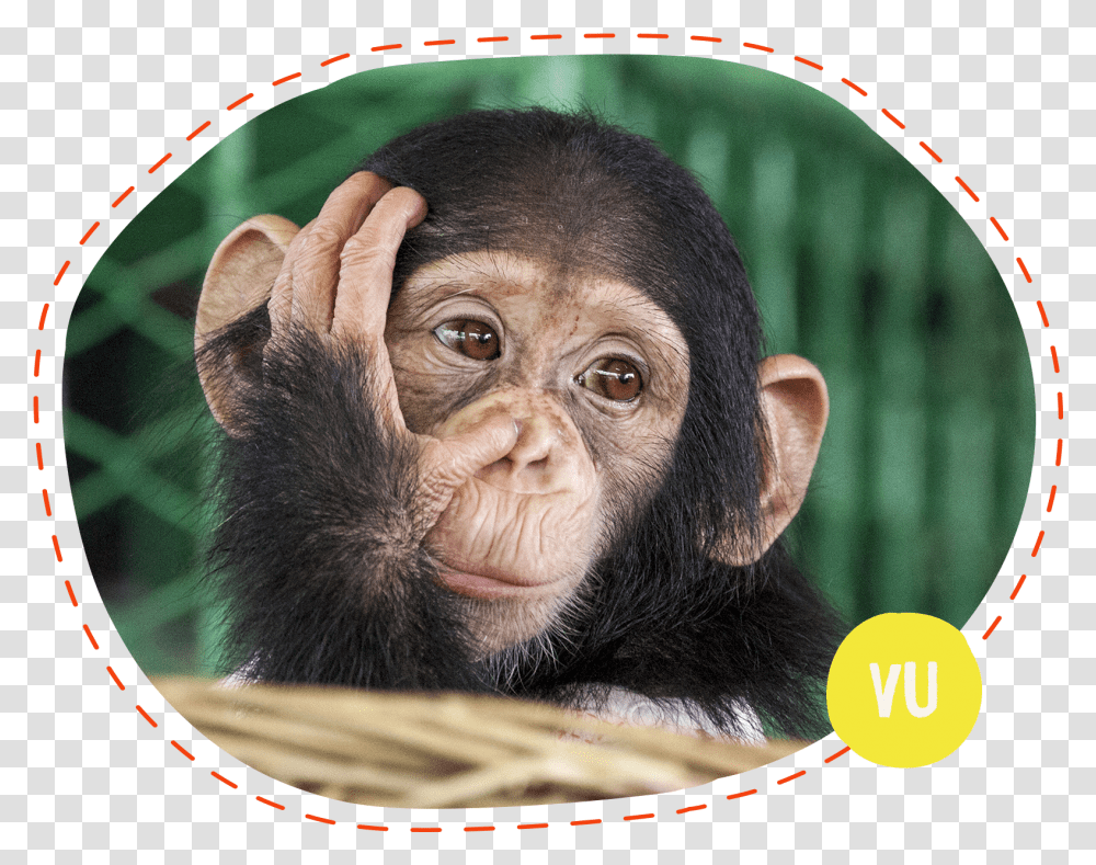 Cute Primates, Ape, Wildlife, Mammal, Animal Transparent Png