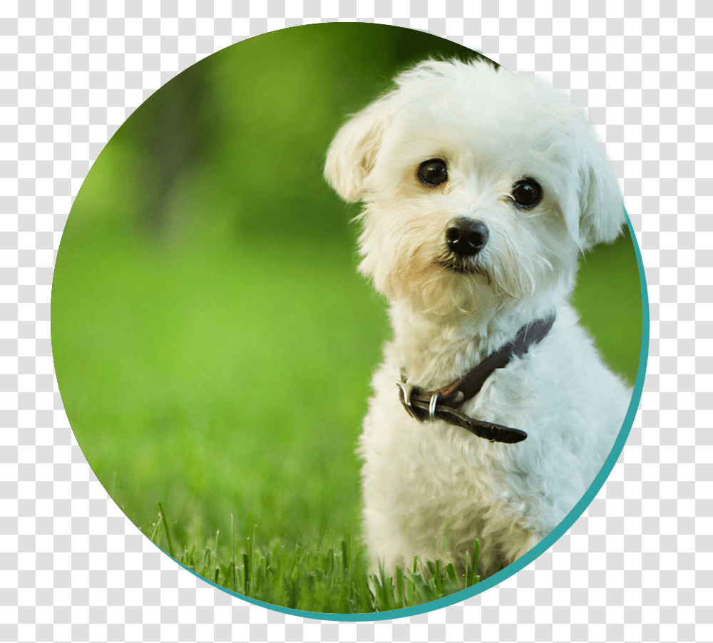 Cute Professional Dog, Pet, Canine, Animal, Mammal Transparent Png
