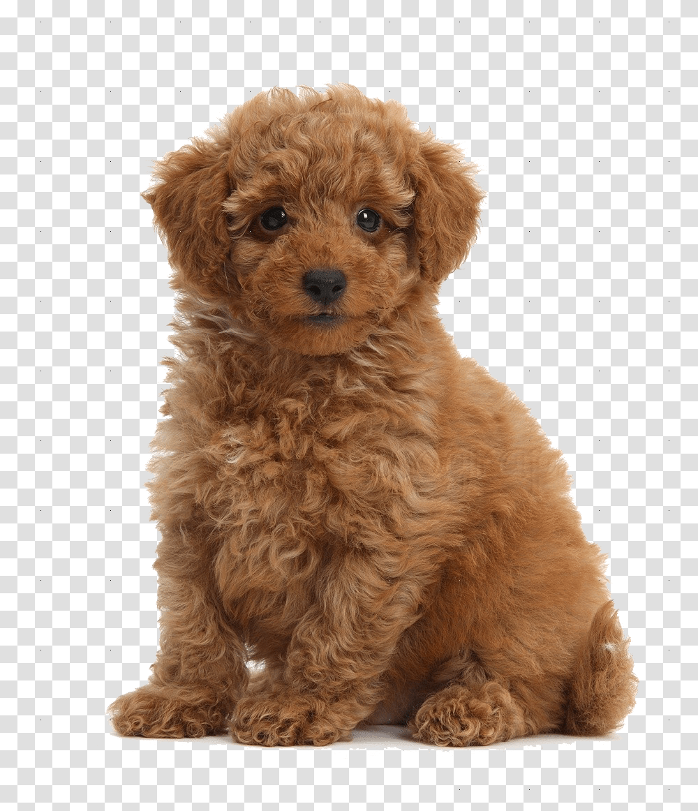 Cute Puppies Free Download Toy Poodle, Canine, Mammal, Animal, Pet Transparent Png