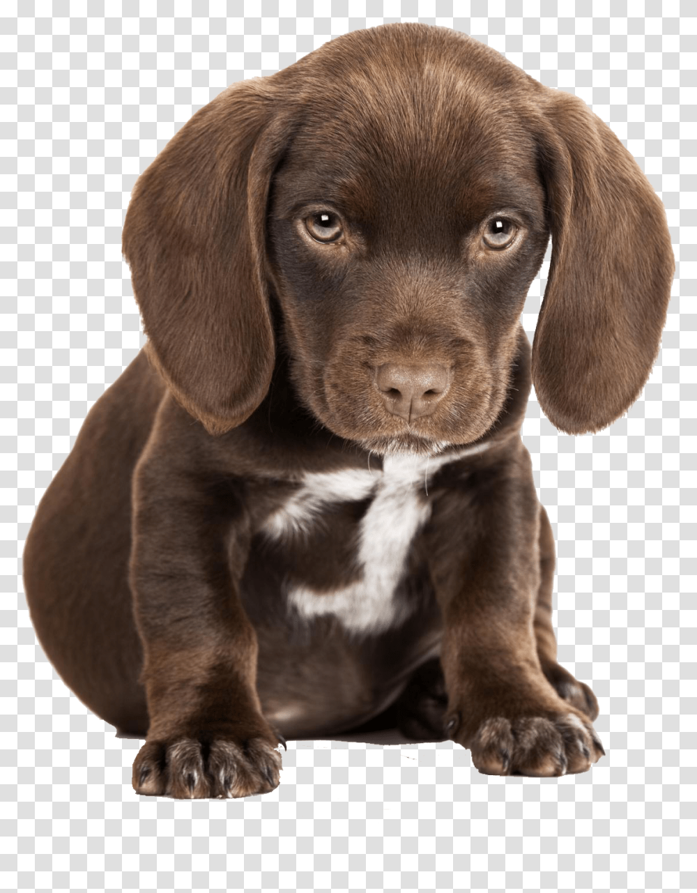 Cute Puppies Free Pictures Cute Sad Puppy, Dog, Pet, Canine, Animal Transparent Png