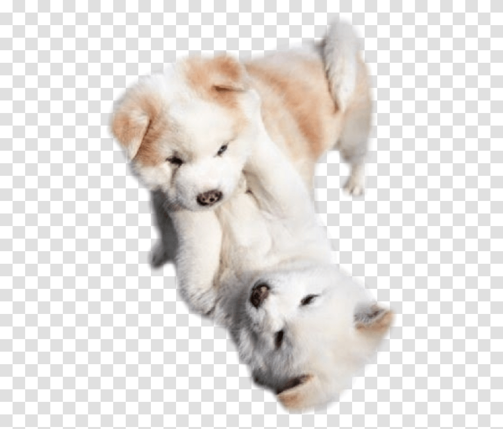 Cute Puppies Puppy Cutie Love Sticker By - Pngs Puppies Playing With Each Other, Dog, Pet, Canine, Animal Transparent Png
