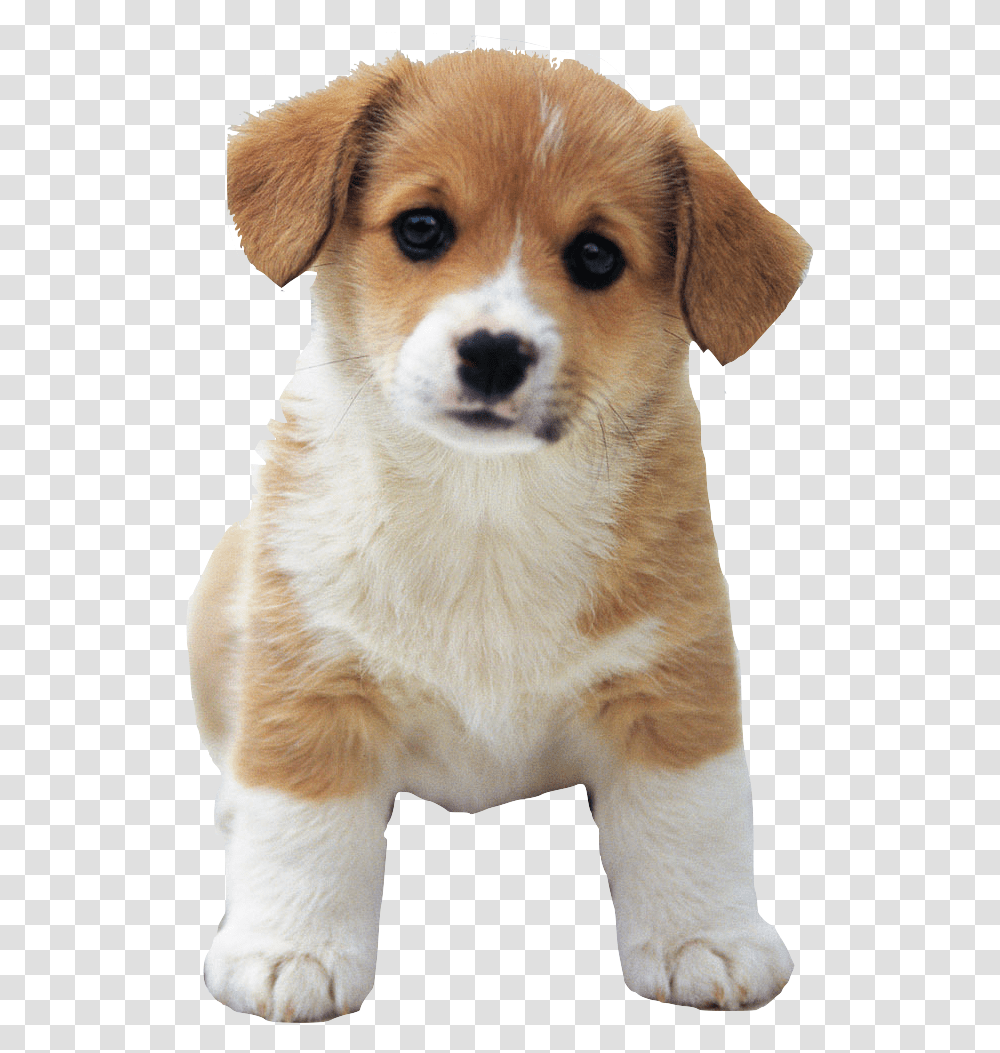 Cute Puppy, Dog, Pet, Canine, Animal Transparent Png