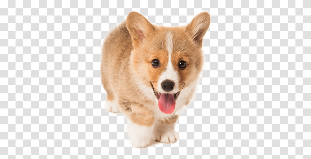 Cute Puppy Download Background, Dog, Pet, Canine, Animal Transparent Png