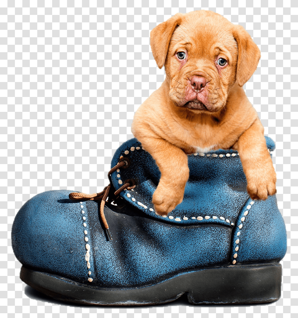 Cute Puppy In A Boot Wear Blue For Men's Health 2019, Pet, Animal, Canine, Mammal Transparent Png