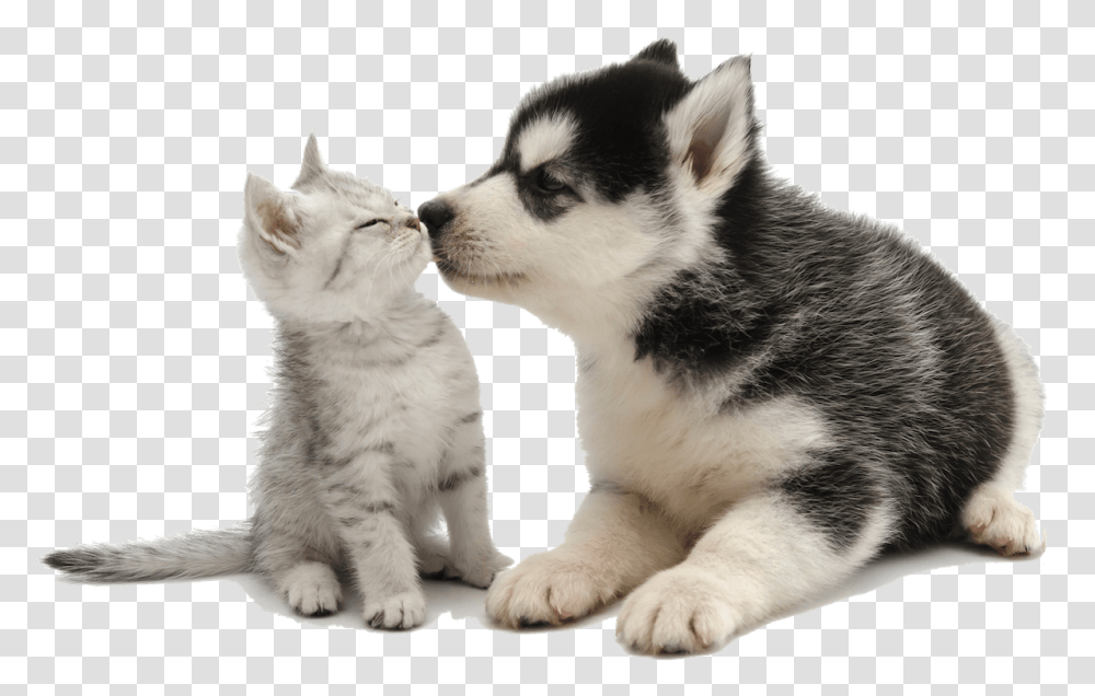 Cute Puppy Kissing Kitten For Animal Chat Clear Background, Pet, Dog, Canine, Mammal Transparent Png