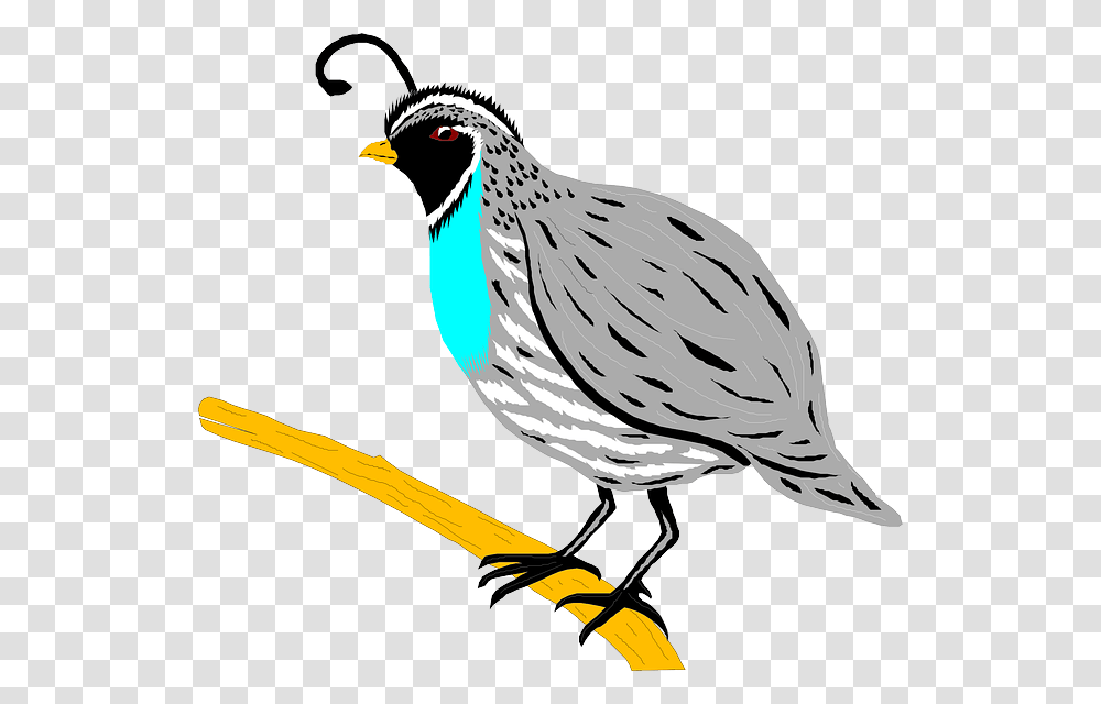 Cute Quail Clipart, Bird, Animal, Finch, Partridge Transparent Png