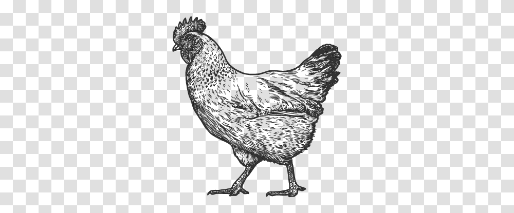 Cute Realistic Chicken Drawing, Poultry, Fowl, Bird, Animal Transparent Png