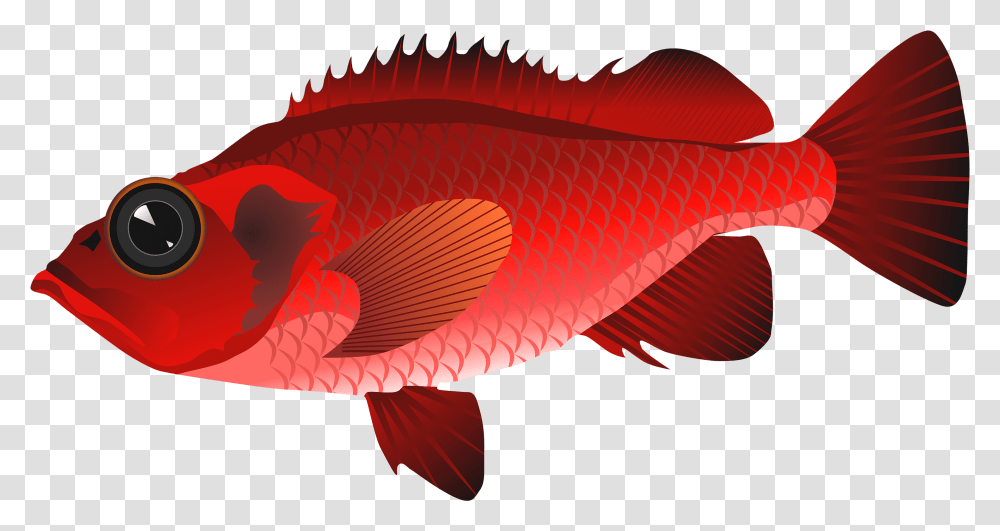 Cute Red Fish Clipart Red Fish Clipart, Animal, Goldfish Transparent Png