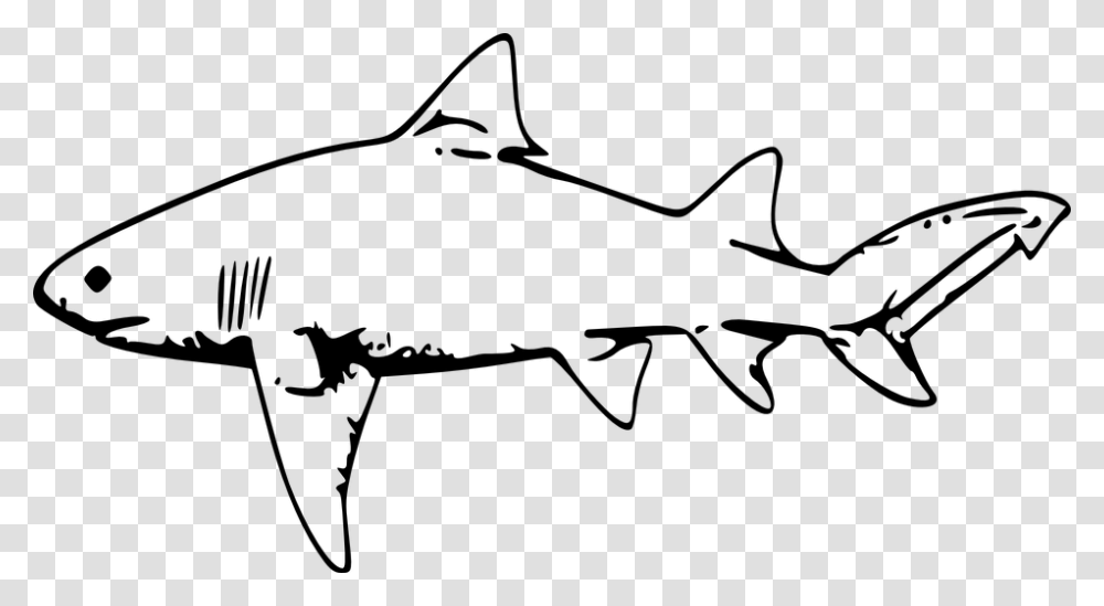 Cute Shark Clipart Shark Black And White Clipart, Gray, World Of Warcraft Transparent Png